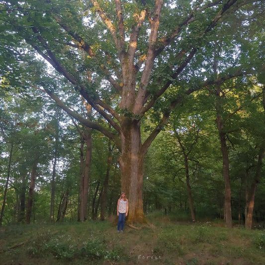 Wick - Forest